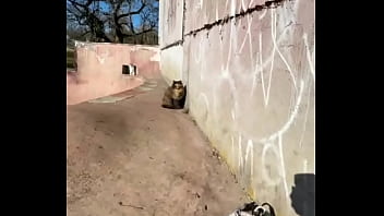 Preview 1 of Mmv Flim Com - Rescued barn cat Lara update :)