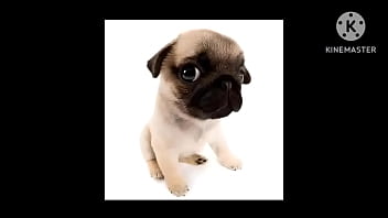 Preview 2 of Goth Va2 - VIDEO MUITO FODA DE UM CACHORRO AO SOM DE UMA MUSICA PIKA