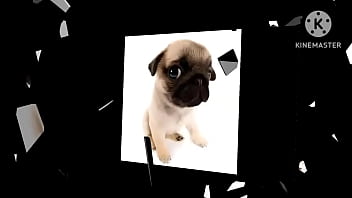 Preview 3 of Goth Va2 - VIDEO MUITO FODA DE UM CACHORRO AO SOM DE UMA MUSICA PIKA