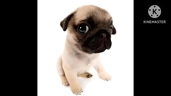 Preview 4 of Goth Va2 - VIDEO MUITO FODA DE UM CACHORRO AO SOM DE UMA MUSICA PIKA