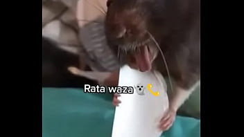 Preview 2 of Tamil Act Reds Sex - Raton dice waza antes de ser ...