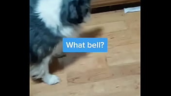 Preview 3 of Xxx Uk Dogging - Made a lil video with the &quot_microwave&quot_ bit,  turn your sound on!?More doggo shenanigans on my TikTok!