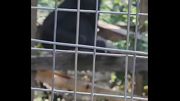 Preview 4 of Vinetage Fuck - Esos animales nos dejaron cachondos