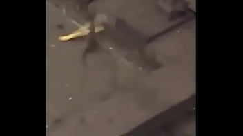 Preview 2 of Nouri Busty - Dos ratas pelotudas peleando por un churro con Linkin Park de fondo