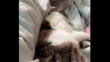 Preview 2 of 3xx Video Player - The struggle is real .. you know that ?-------#catmom #cat #cats #kitten #feline