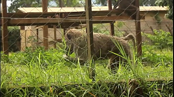 Preview 1 of Sxxx Video Hot - naughty encounter in the Zoological Park of the country in mboa.  xvideos exclusive