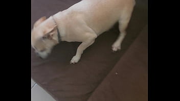 Preview 1 of Turkesh Xxx - Cadela sem vergonha msm sendo gorda