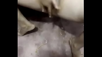 Preview 3 of Sisert Wap Com - Hot Pakistani Wife Sex at home Desi maal
