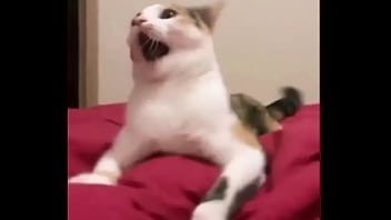 Preview 2 of Sexvideojapan - Me sol&iacute_a pasar...#meme #gatos #cats #CatsOnTwitter #catsmeme #CatsLover