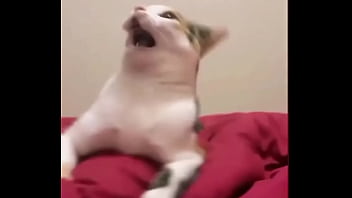 Preview 3 of Sexvideojapan - Me sol&iacute_a pasar...#meme #gatos #cats #CatsOnTwitter #catsmeme #CatsLover