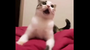 Preview 1 of Sexvideojapan - Me sol&iacute_a pasar...#meme #gatos #cats #CatsOnTwitter #catsmeme #CatsLover