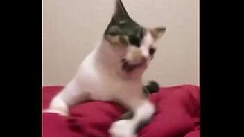 Preview 4 of Sexvideojapan - Me sol&iacute_a pasar...#meme #gatos #cats #CatsOnTwitter #catsmeme #CatsLover