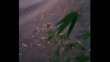 Preview 1 of Aliah Banu - Paja en el parque
