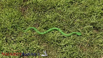 Preview 1 of Teen Squirting Multiple Times - Naughty America - Gia Derza got bitten by a snake and only Donny&#039_s monster snake can help her out!!!!