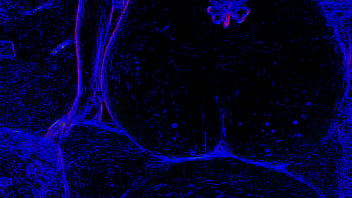Preview 2 of Danny D Bazzera 2 Grils - Smarien75 and Shellyseth in the blacklight