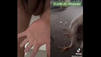 Preview 2 of Ts Angelyck - Pollo de whatsapp