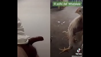 Preview 3 of Ts Angelyck - Pollo de whatsapp