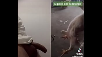 Preview 4 of Ts Angelyck - Pollo de whatsapp