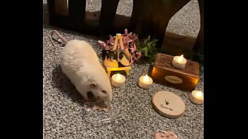 Preview 1 of Sunny Leonie Xxx Hd - We had a mini funeral for my Swiss rat today