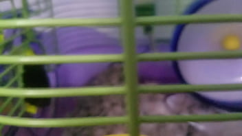 Preview 2 of Black Cock Anal Com - Chubby FtM trans boy pees in diaper