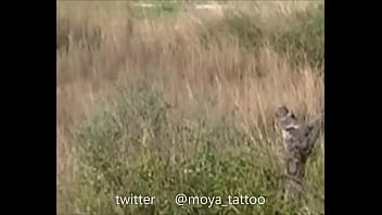 Preview 1 of Public Fuck Vk - espiado meando en el campo spy pissing