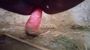 Preview 2 of Cbt Glansectomy - गांड की चुदाई गाजर से