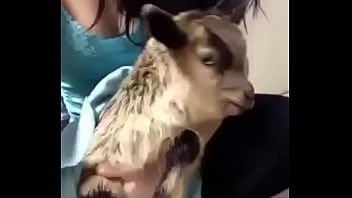 Preview 4 of Xxxvcnm - Cabrito da sorte