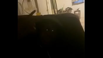 Preview 3 of Animals Dog Sax - Verification video
