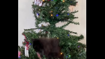 Preview 3 of Teen Xxxvedeos - Merry Christmas from the little terrorist