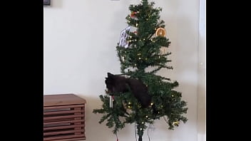 Preview 1 of Teen Xxxvedeos - Merry Christmas from the little terrorist