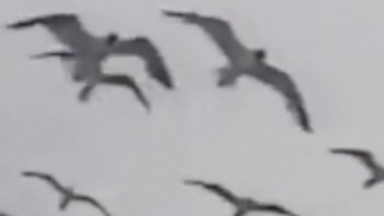 Preview 1 of Sana Qnzyu - seagulls [2017]