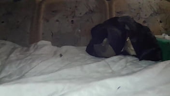 Preview 2 of Ues Porn Plesewith Dog Animals - Мой член