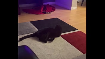 Preview 3 of Boob Bouncing Video - Goblin chasing his tail like he&rsquo_s still a kitten  ⬛
