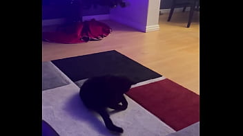 Preview 1 of Boob Bouncing Video - Goblin chasing his tail like he&rsquo_s still a kitten  ⬛