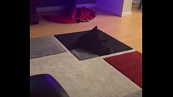 Preview 4 of Boob Bouncing Video - Goblin chasing his tail like he&rsquo_s still a kitten  ⬛