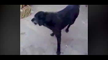 Preview 2 of Porn 4gp Download - Cachorro puto da vida