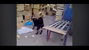 Preview 3 of Porn 4gp Download - Cachorro puto da vida