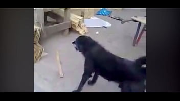 Preview 4 of Porn 4gp Download - Cachorro puto da vida