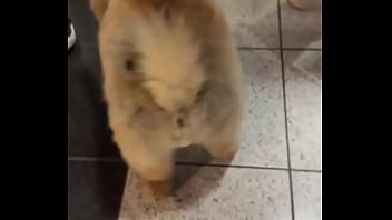 Preview 2 of Massage With Ed For Male - Happy dog️ - Update #190 (2024-12-11T18:43:12.000Z)