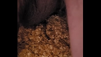 Preview 3 of The Orchid - superworms dinner