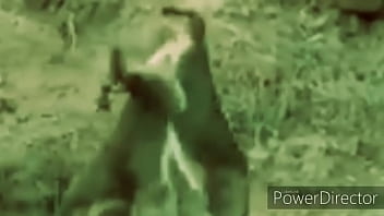 Preview 2 of Hot Thai Solo - Cangurus brigando ao som de link park 2020 atualizado