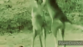 Preview 3 of Hot Thai Solo - Cangurus brigando ao som de link park 2020 atualizado