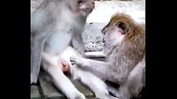 Preview 2 of Jada Girl Tube - Monkey funny