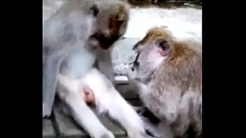 Preview 3 of Jada Girl Tube - Monkey funny