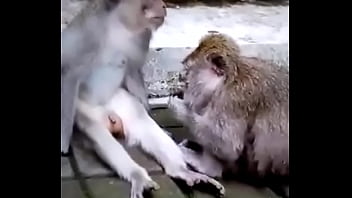 Preview 1 of Jada Girl Tube - Monkey funny