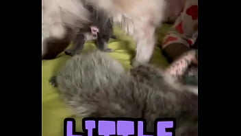 Preview 2 of Forced Public Disgrace - Rescued pregnant mia and give her kittenzZ a good and calm life.