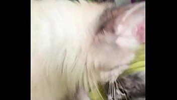 Preview 4 of Forced Public Disgrace - Rescued pregnant mia and give her kittenzZ a good and calm life.