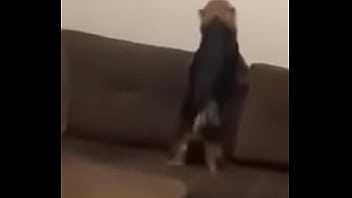 Preview 4 of Aaaaaaa Porn Rona - O cachorro n&atilde_o aguentou