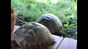 Preview 1 of Mom Catch Son And Daughter Sex - Tartaruga fudendo at&eacute_ talo