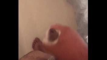 Preview 1 of Dog Xxx Girls Xxx - Small Mexican penis